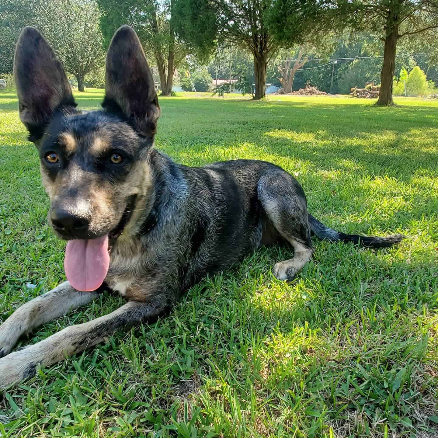 Catahoula German Shepherd Mix dog on grass