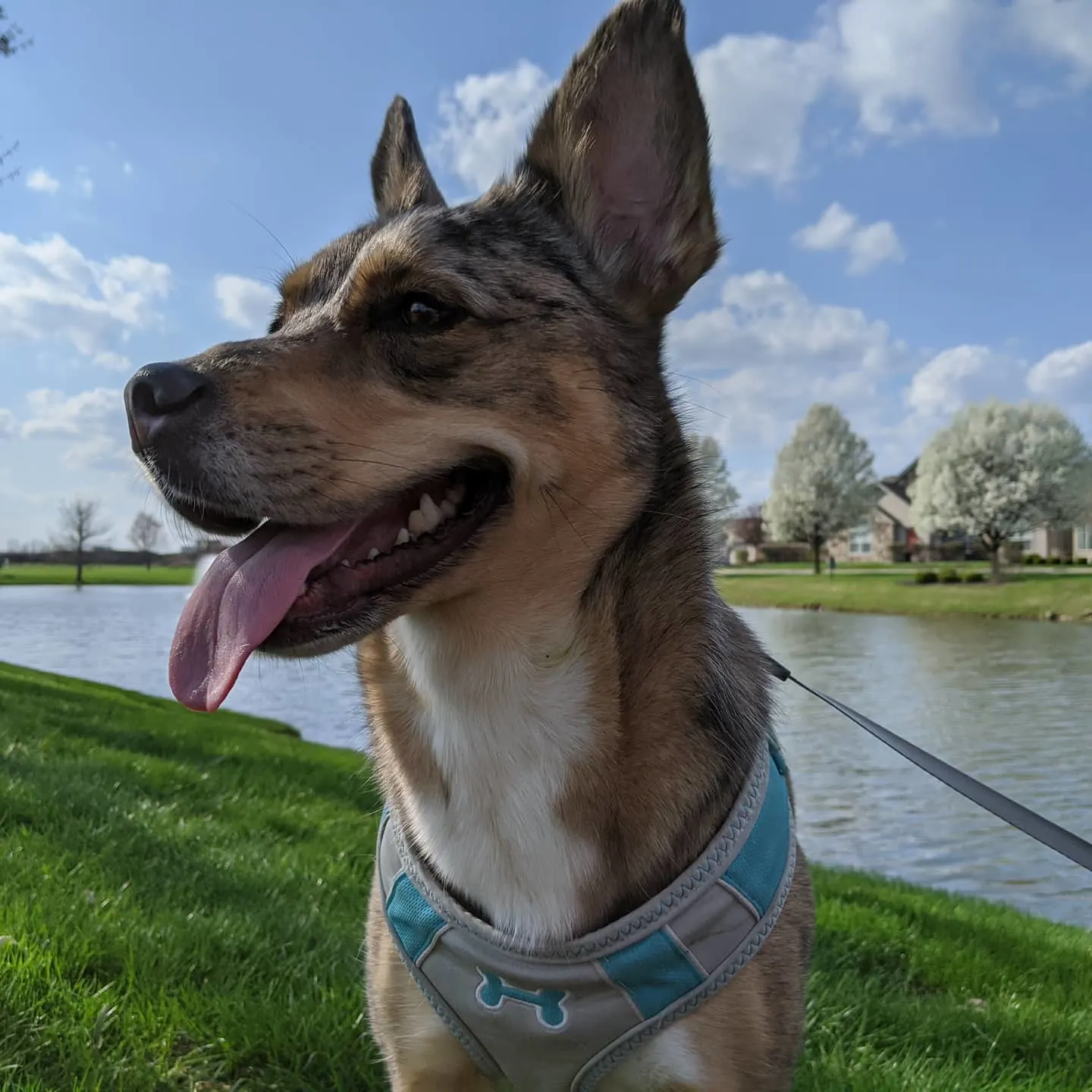 Catahoula German Shepherd Mix outdoor