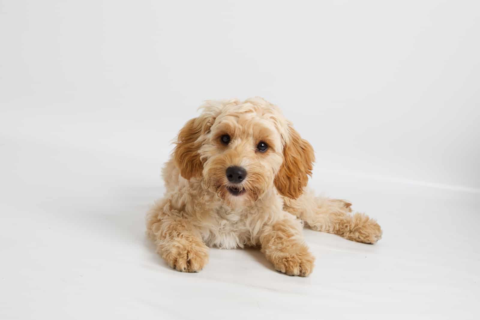 Cavapoo lying with white background