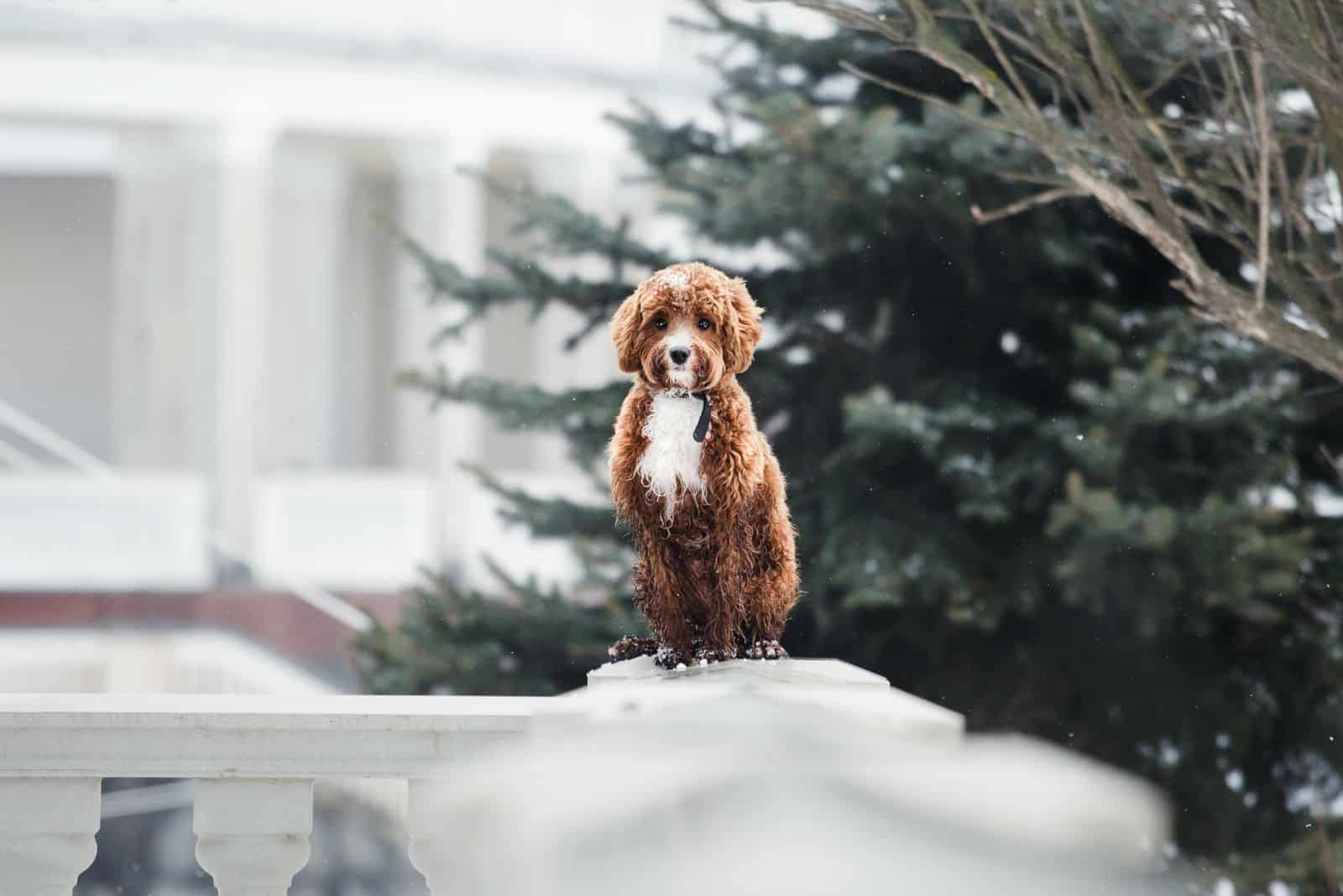 Cavapoo sits on the fence