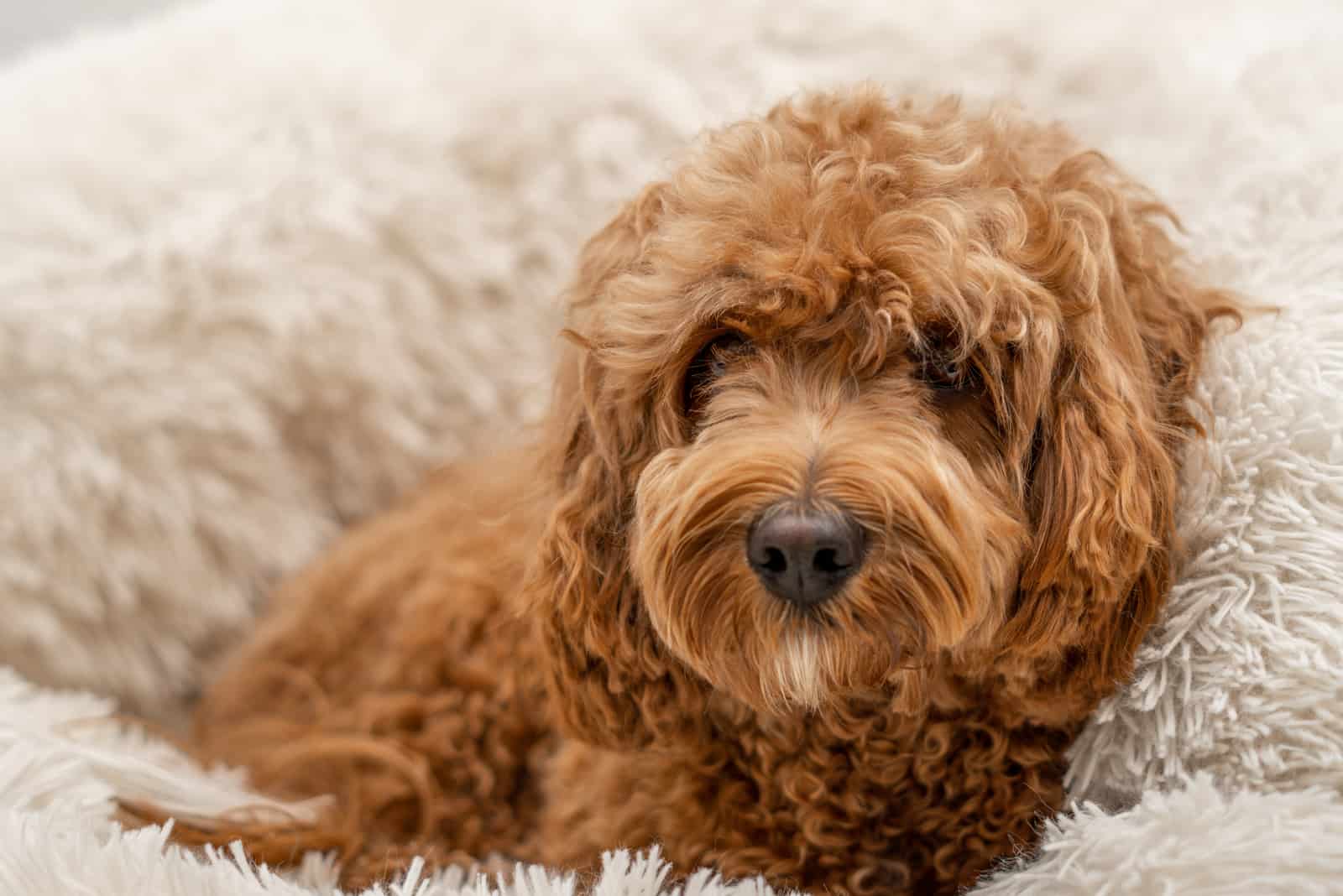 Cavapoo sitting on pillow