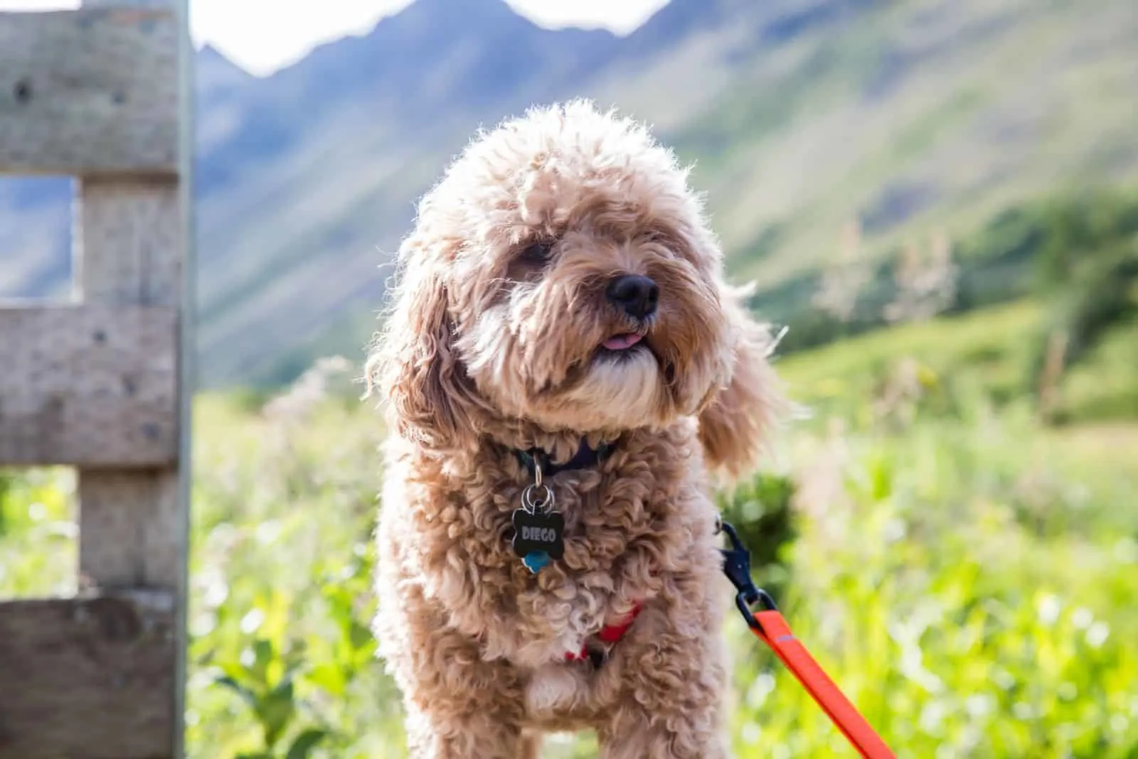 Cavapoo walks in the field with a leash