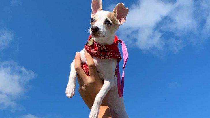 Chihuahua Italian Greyhound Mix — Small Size, Big Attitude