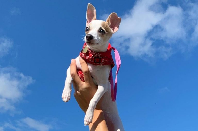 person holding chihuahua and italian greyhound mix