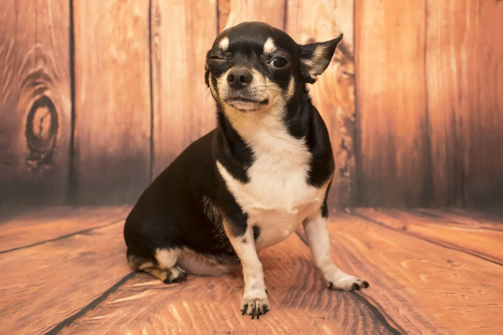 Chihuahua dog winks