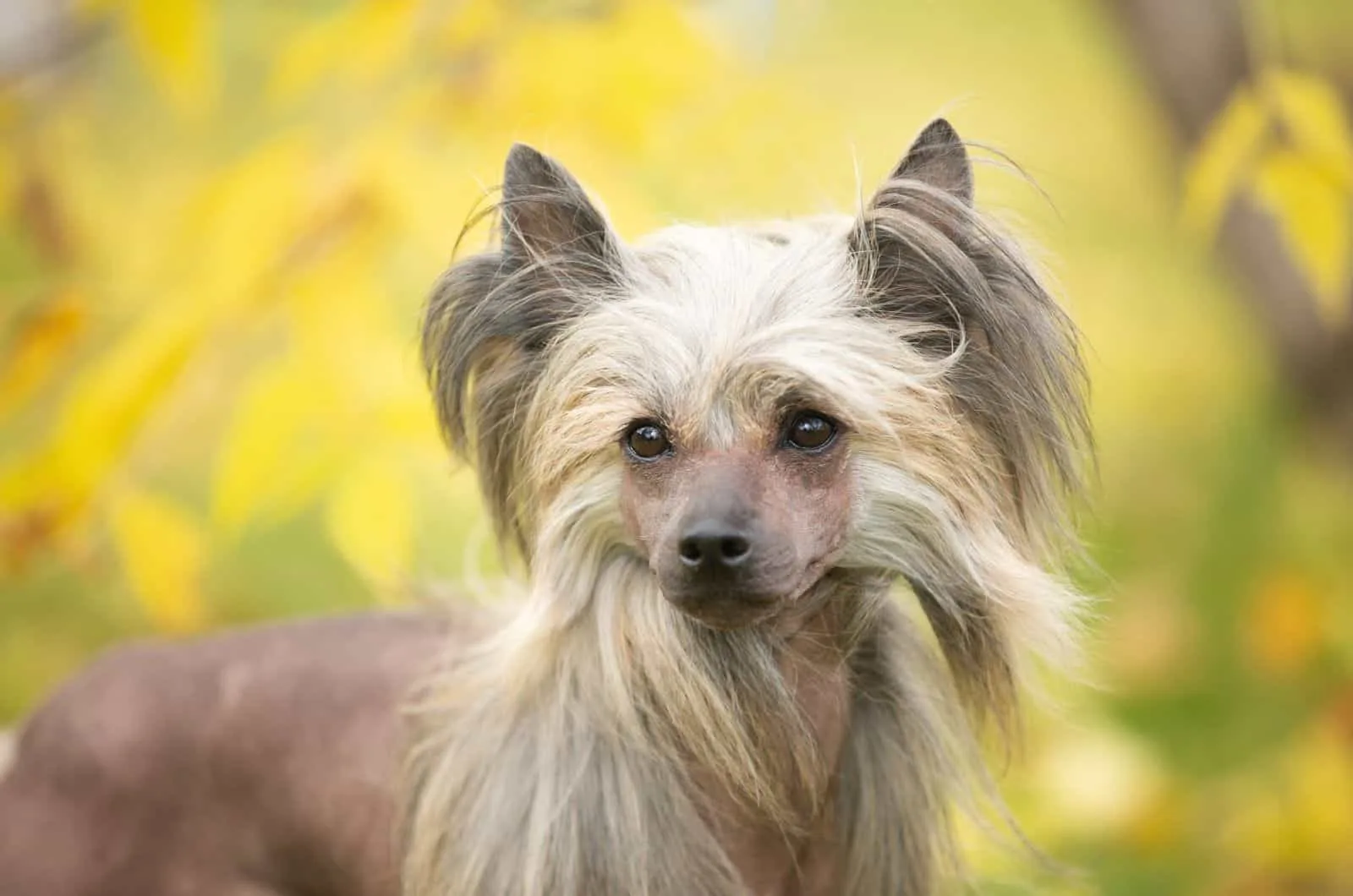 Chinese Crested dog posing for camera