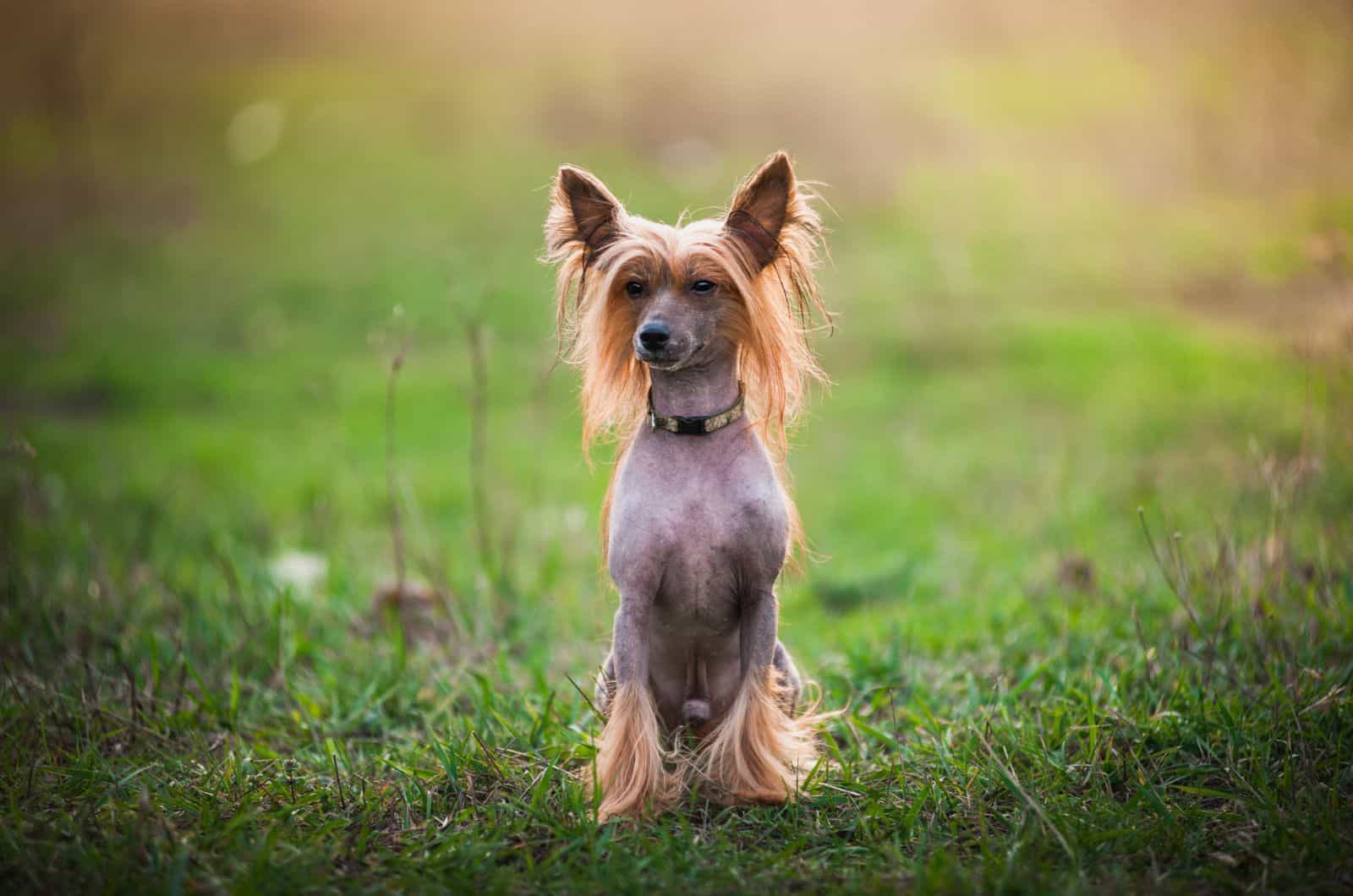Chinese Crested sitting on grass