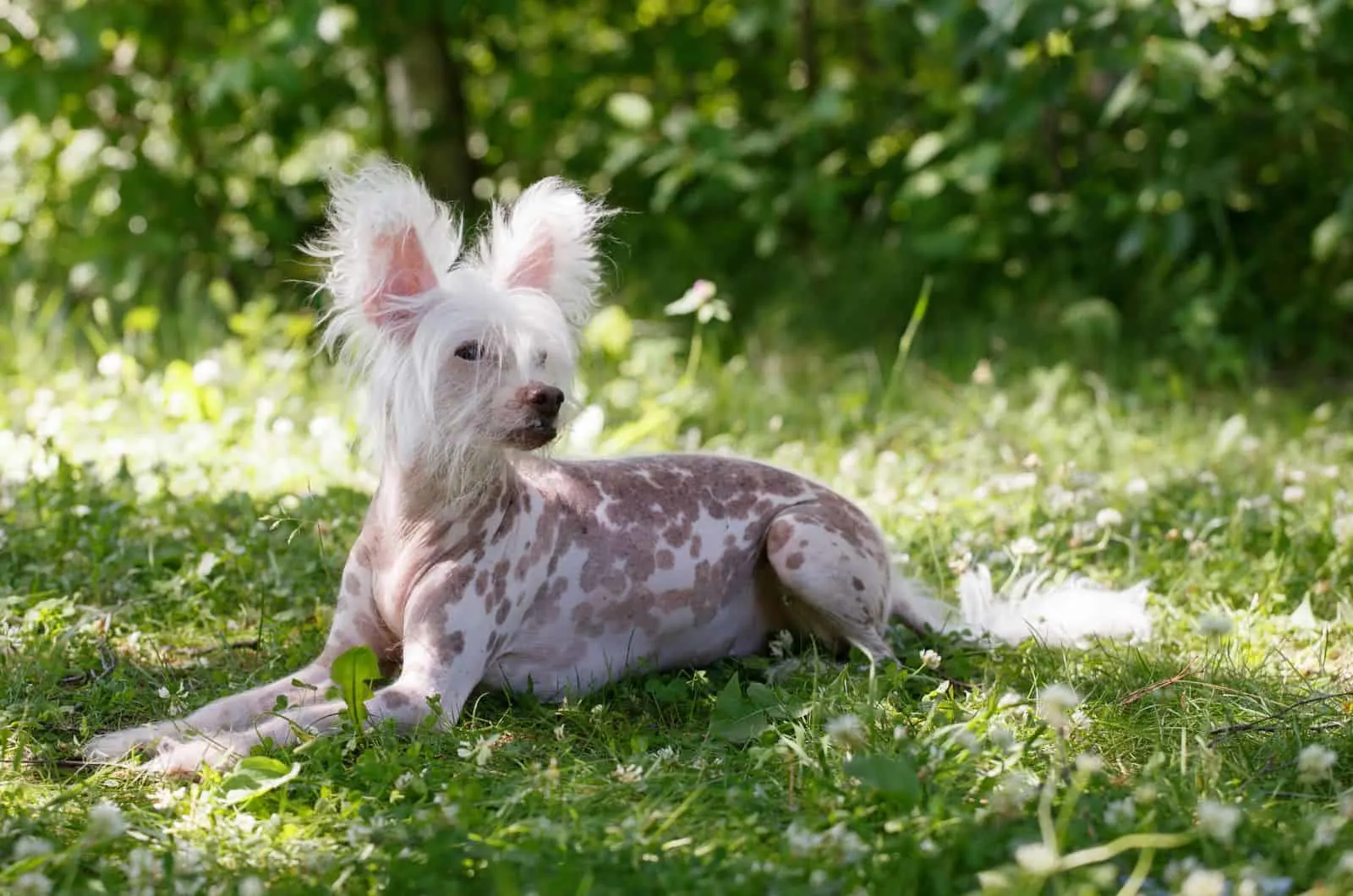 Chinese Crested sitting outside
