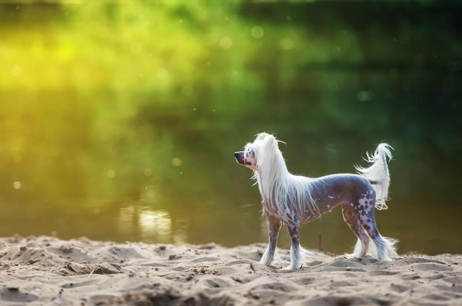 Chinese Crested walking by lake