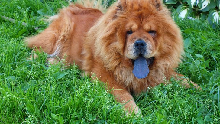 Chow Chow Growth Chart: How Big Does This Breed Get?