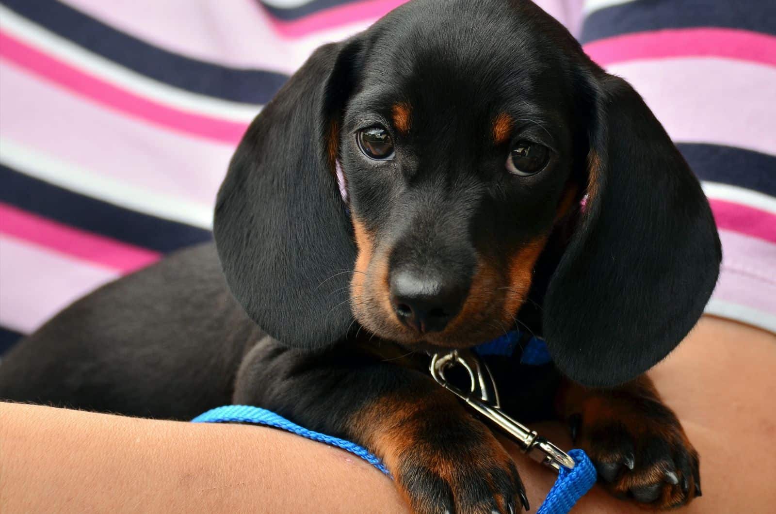 Close-up of black dog