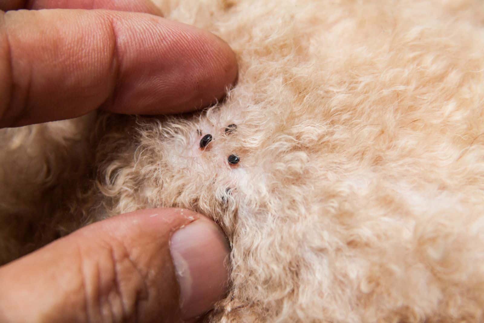 Closeup of mite and fleas infected on dog fur