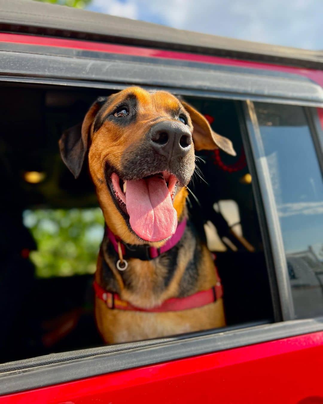Coonhound German Shepherd Mix rides in the car