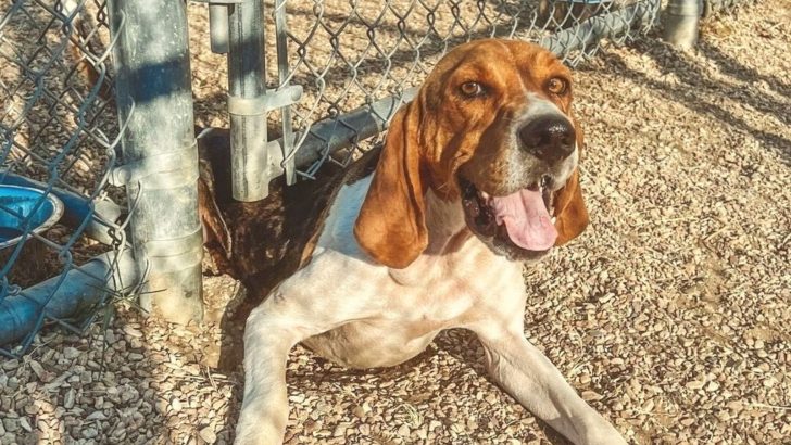 Coonhound Lab Mix: A Family Dog With A Working Habit