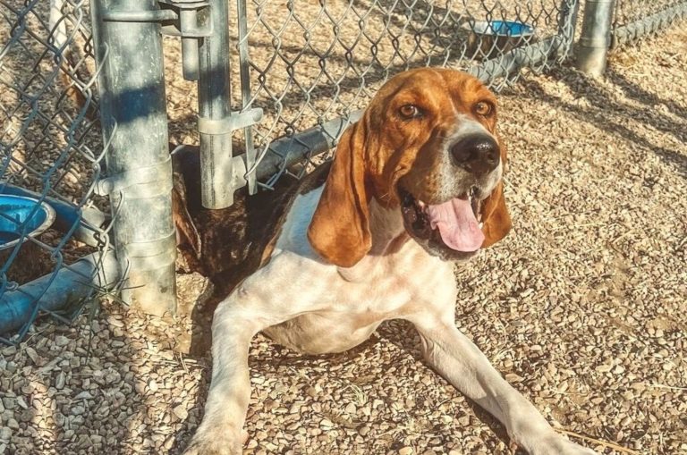 happy Coonhound Lab Mix dog