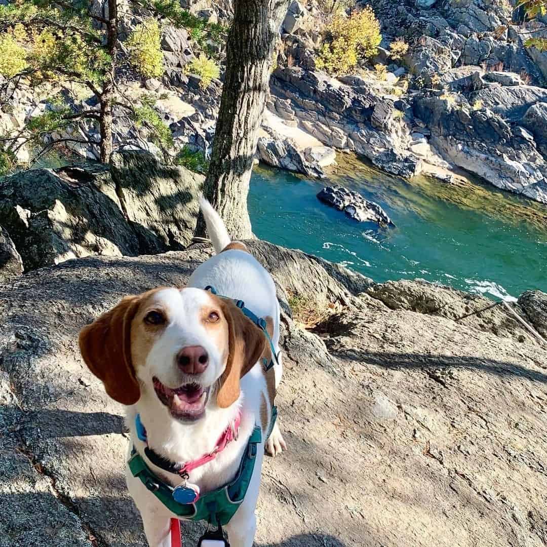 Coonhound Lab Mix in nature