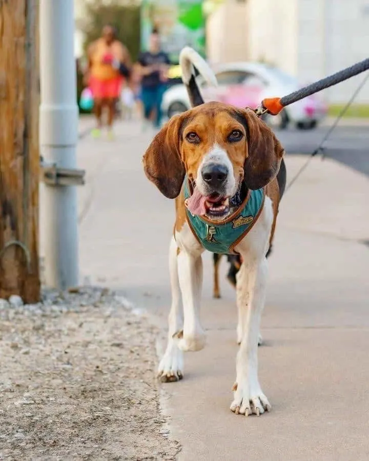 Coonhound Lab Mix walking on street