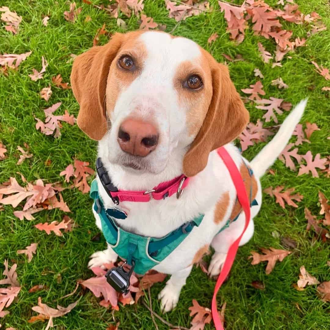 Coonhound Lab mix looking up sitting on grass