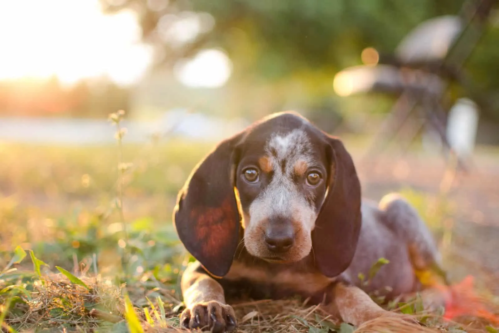 Coonhound puppy lies on the grass