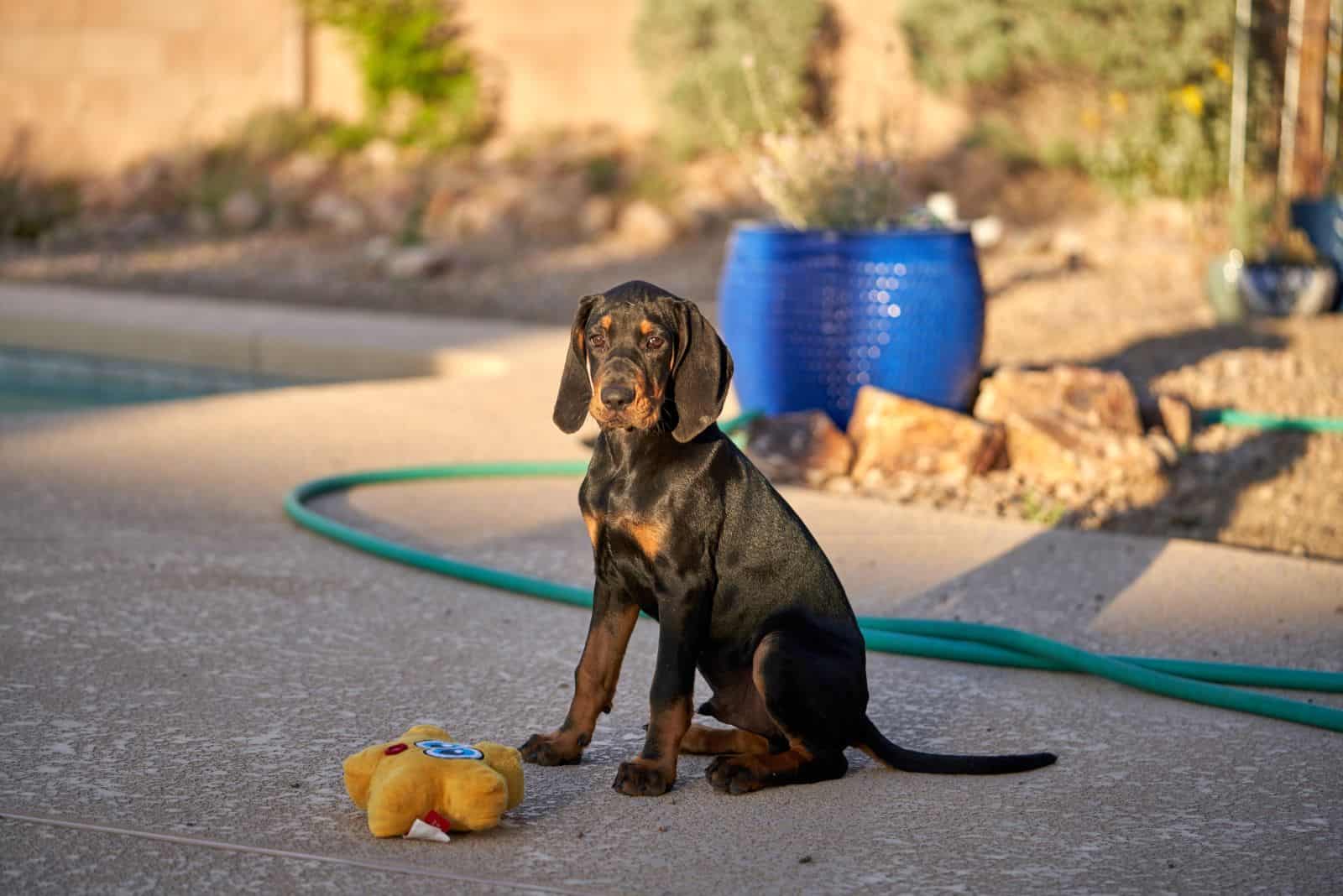 Coonhound puppy sitting on the sidewalk