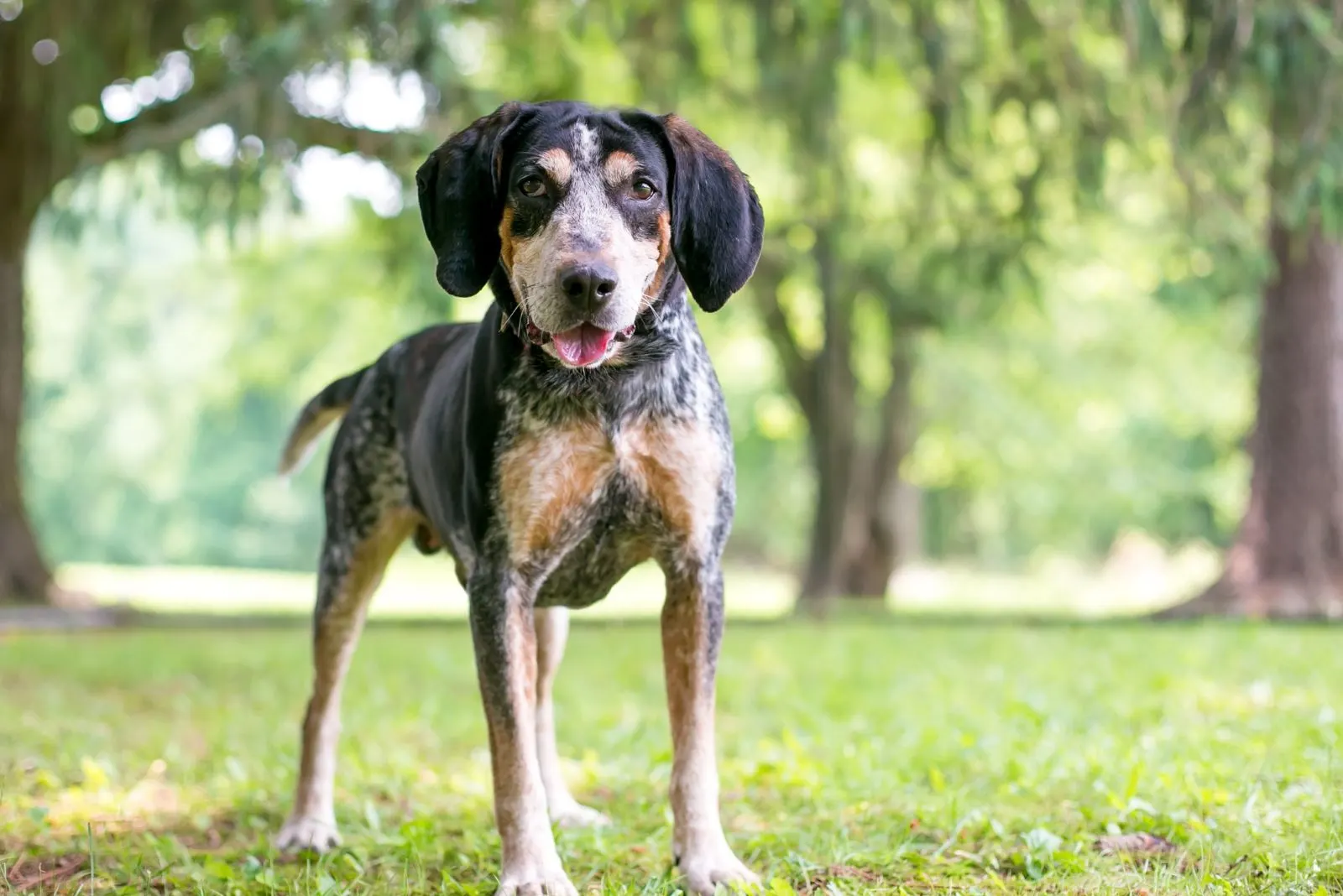 Coonhound
