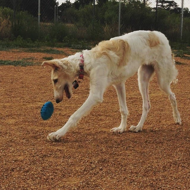 Cream borzoi