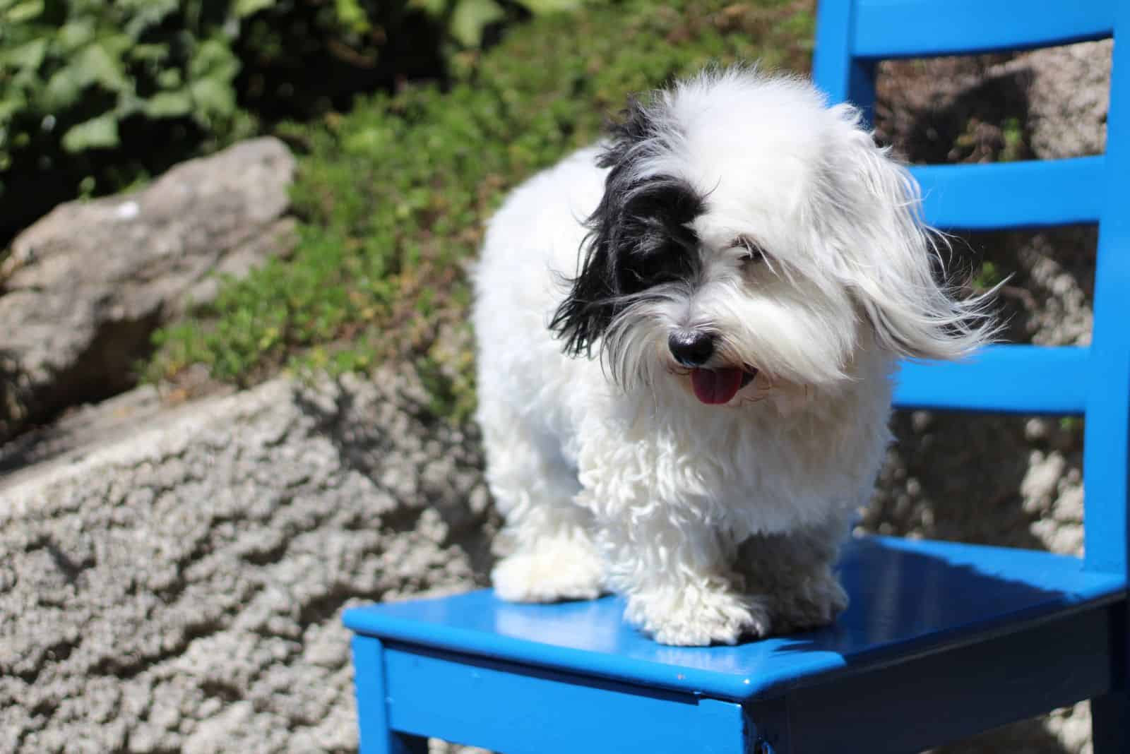 Creditable Coton is standing on a blue chair