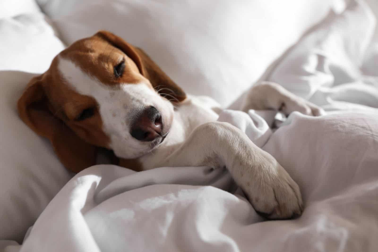 Cute Beagle puppy sleeping in bed