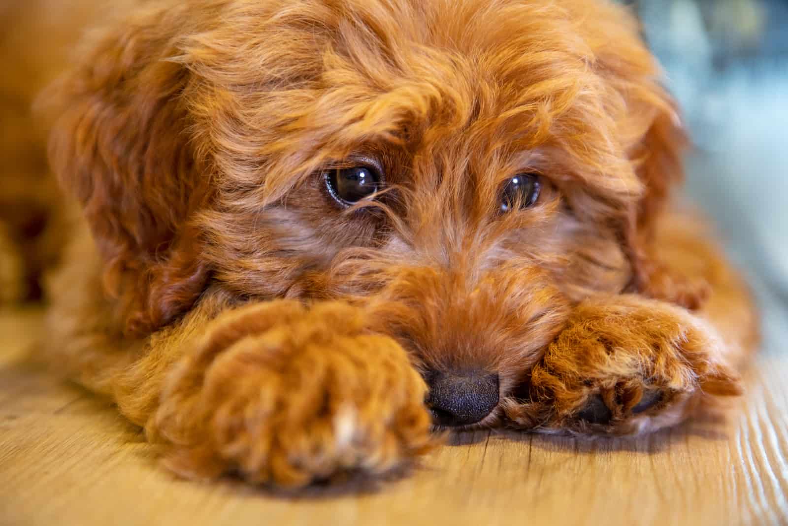 Cute labradoodle puppy dog laying down