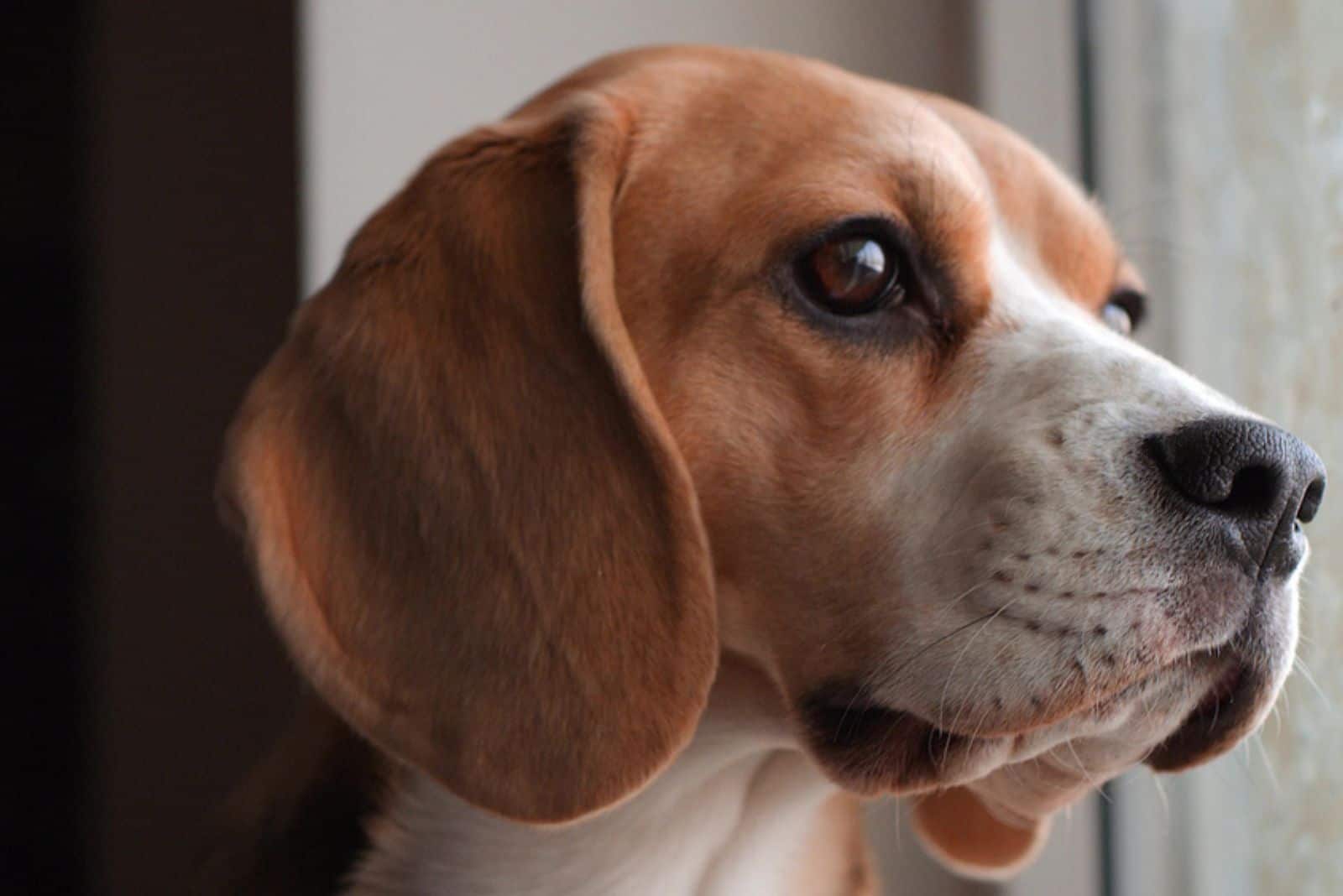 Cute red dog Beagle sitting at the window