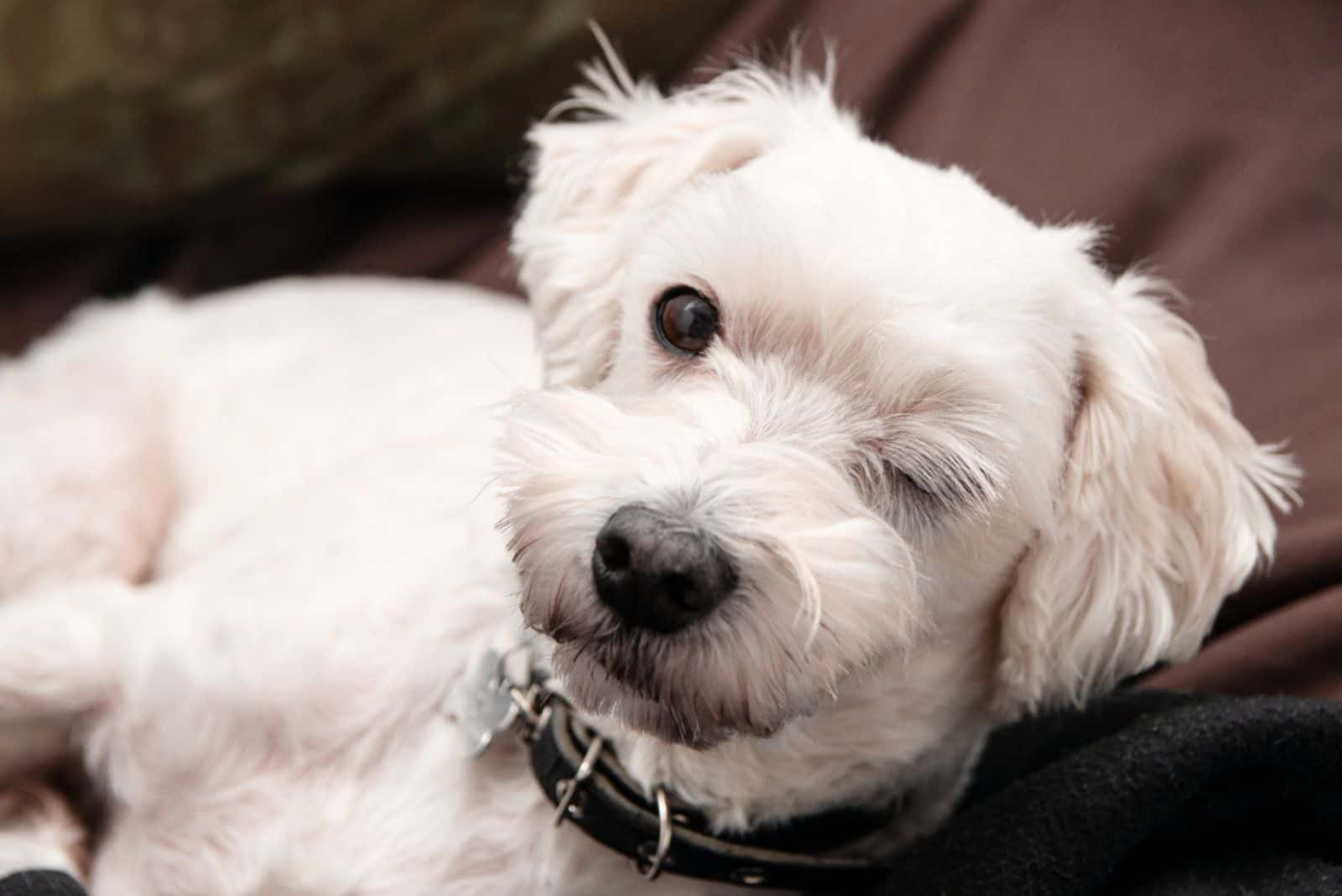 Cute winking white dog.