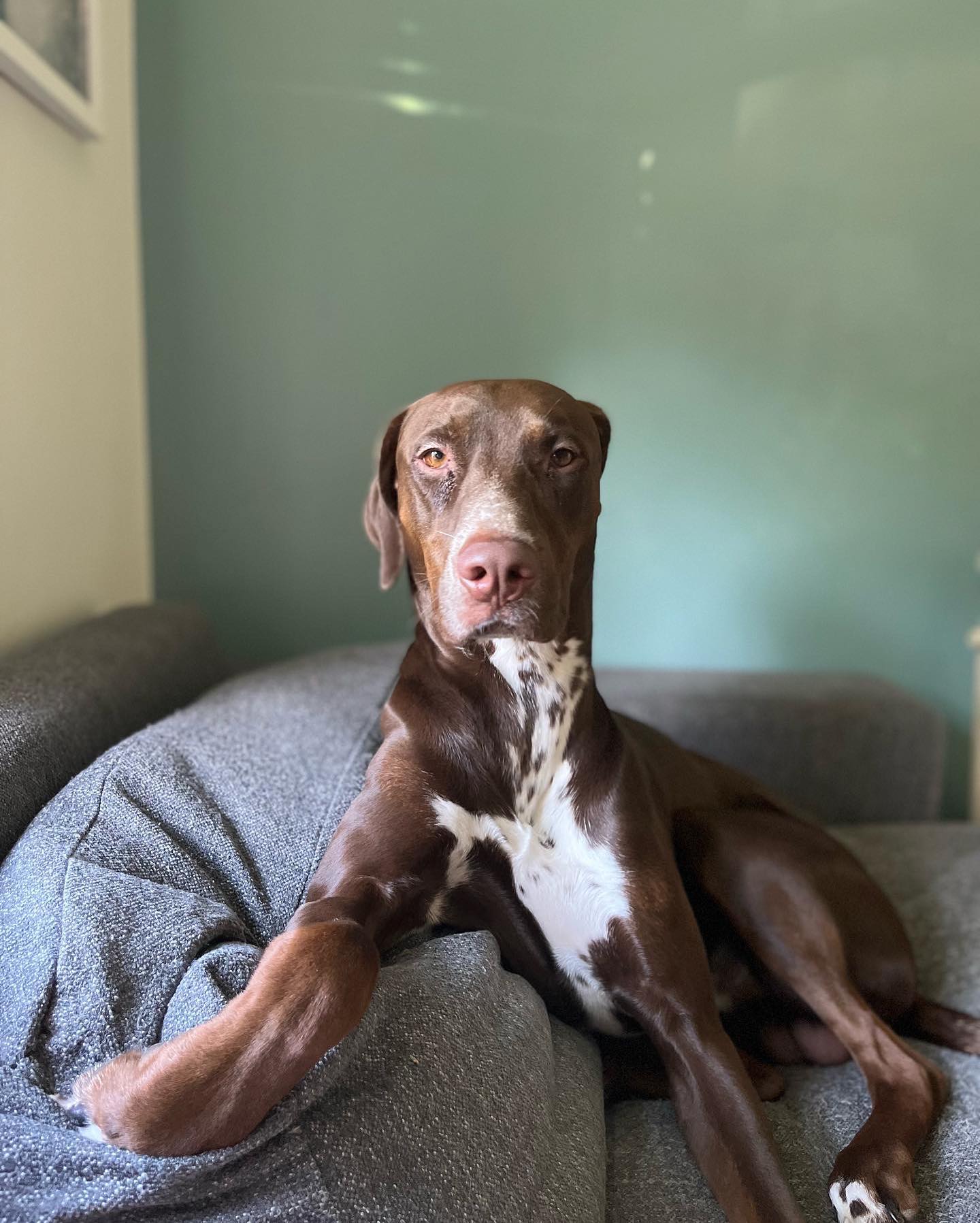 Dalmatian Catahoula Mix