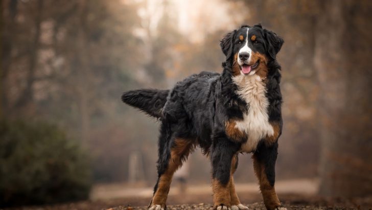 Do Bernese Mountain Dogs Shed? Shedding Light On the Matter