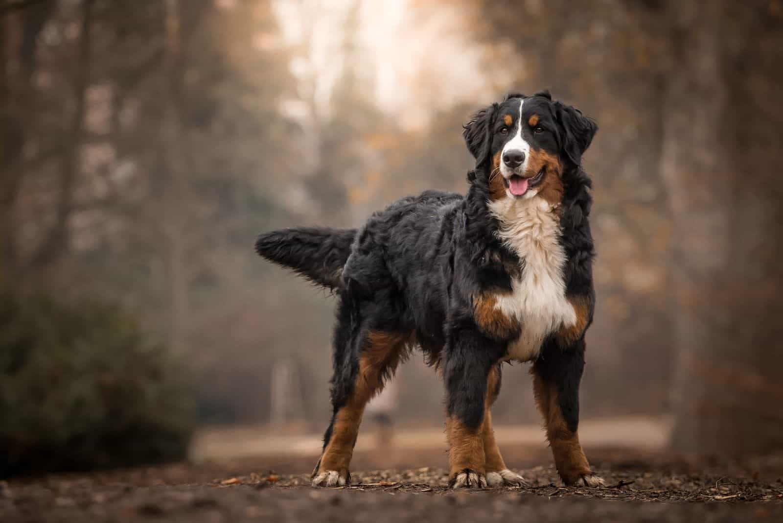 Bernese Mountain Dog standing in the forest