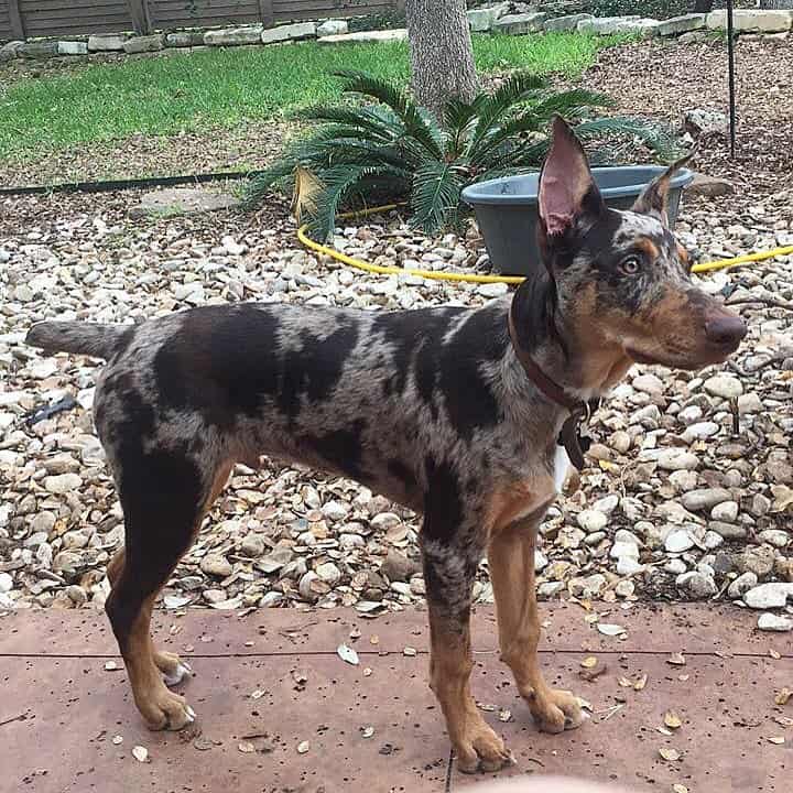 Doberman Catahoula Mix