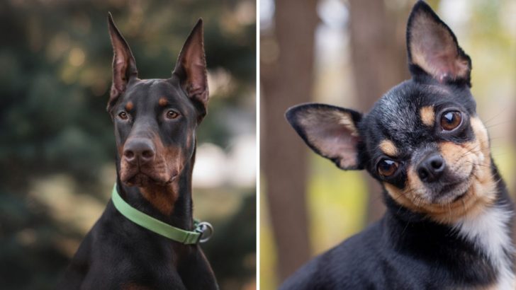 Doberman Chihuahua Mix: Mixing The Contrasting Breeds