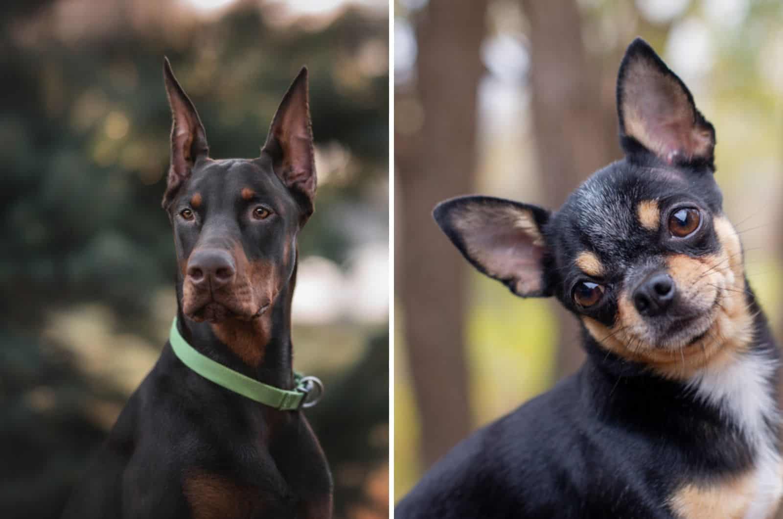 Doberman Chihuahua Mix: Het mengen van de contrasterende rassen - hond