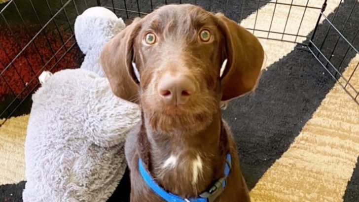 Doberman Poodle Mix: Temperament, Appearance, Health & More