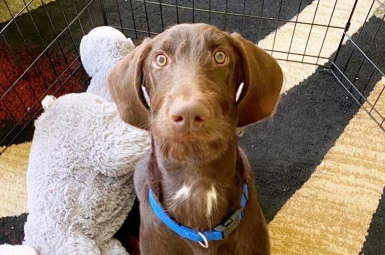 Doberman Poodle Mix dog looking up