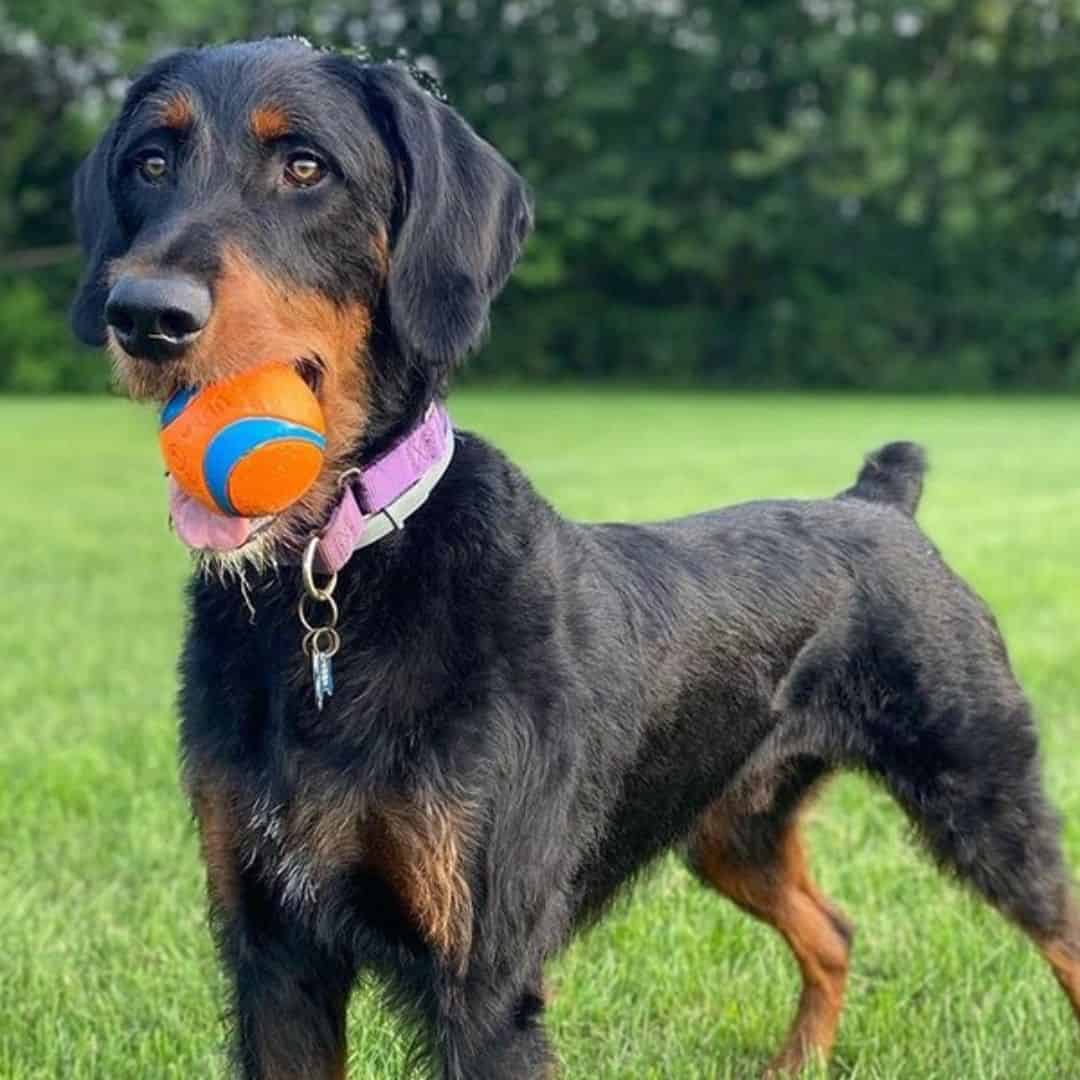 Doberman Poodle Mix dog standing outside