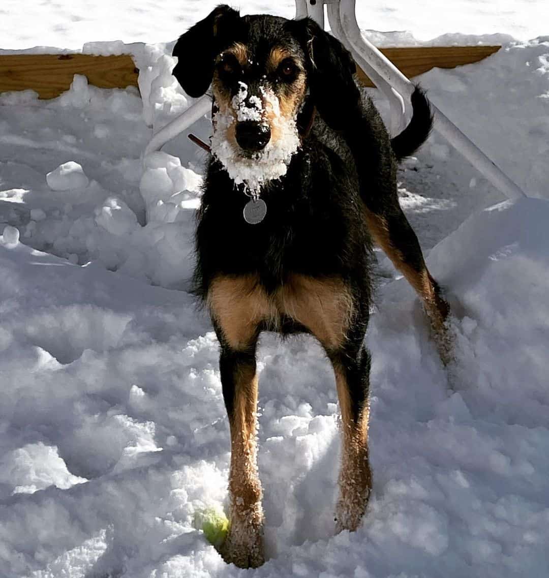 Doberman Poodle Mix standing in snow