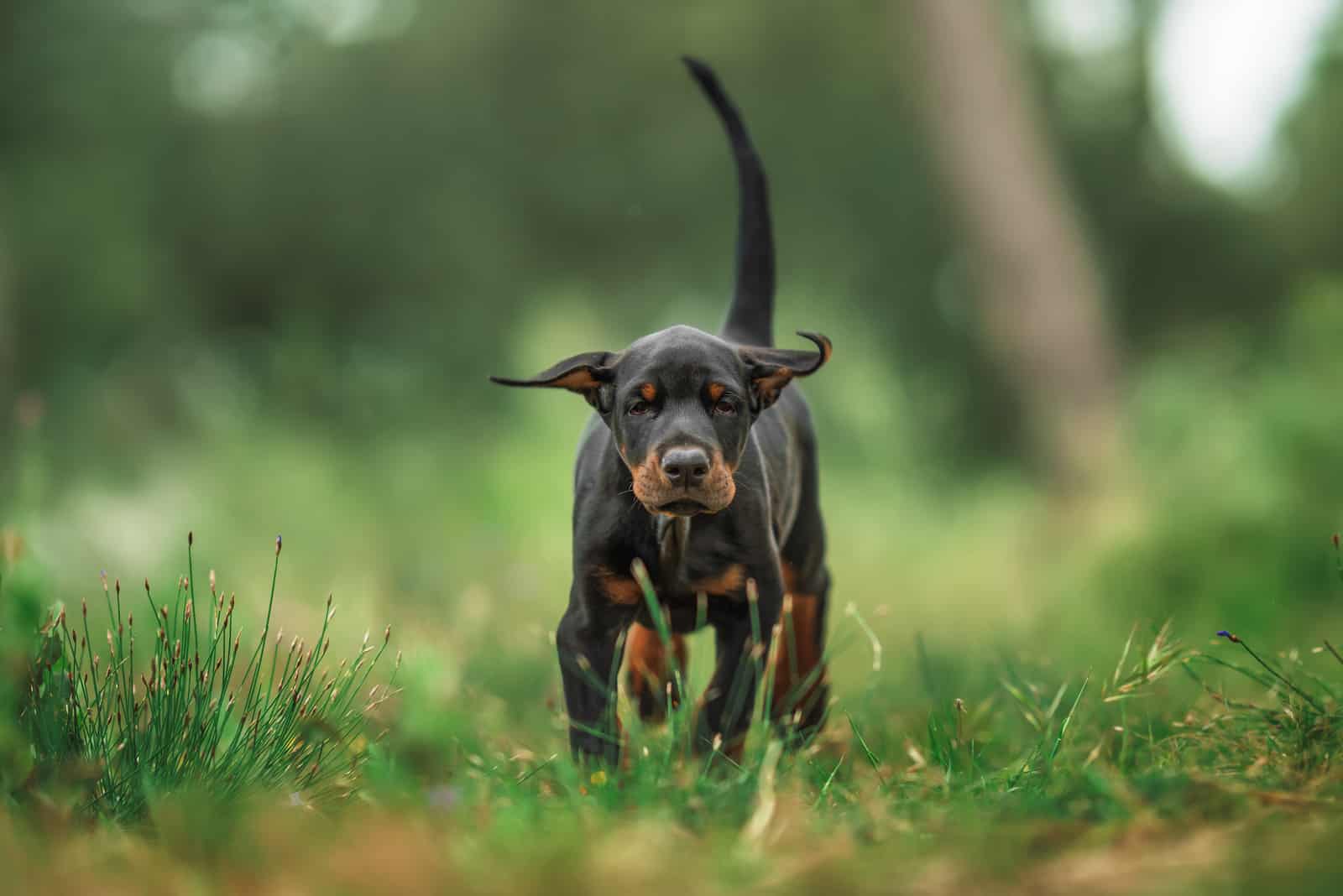 Doberman Puppy walking towards camera