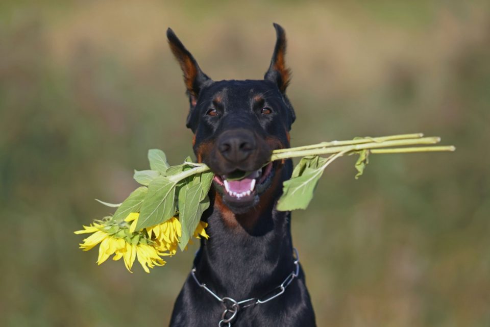 11 Doberman Breeders In Washington To Make You Wait