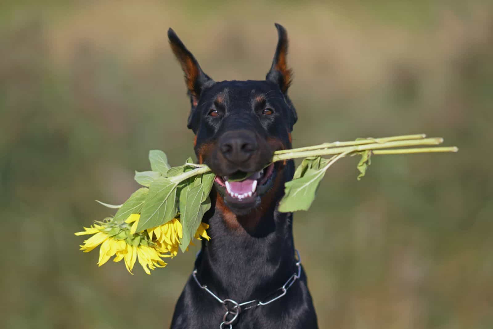 Doberman dog posing outdoors holding sunflowers in its mouth