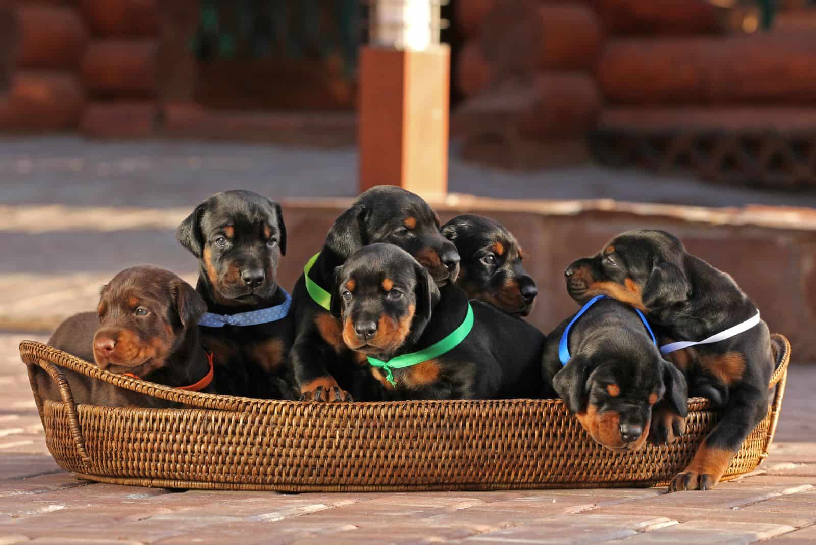 Doberman puppies in a box