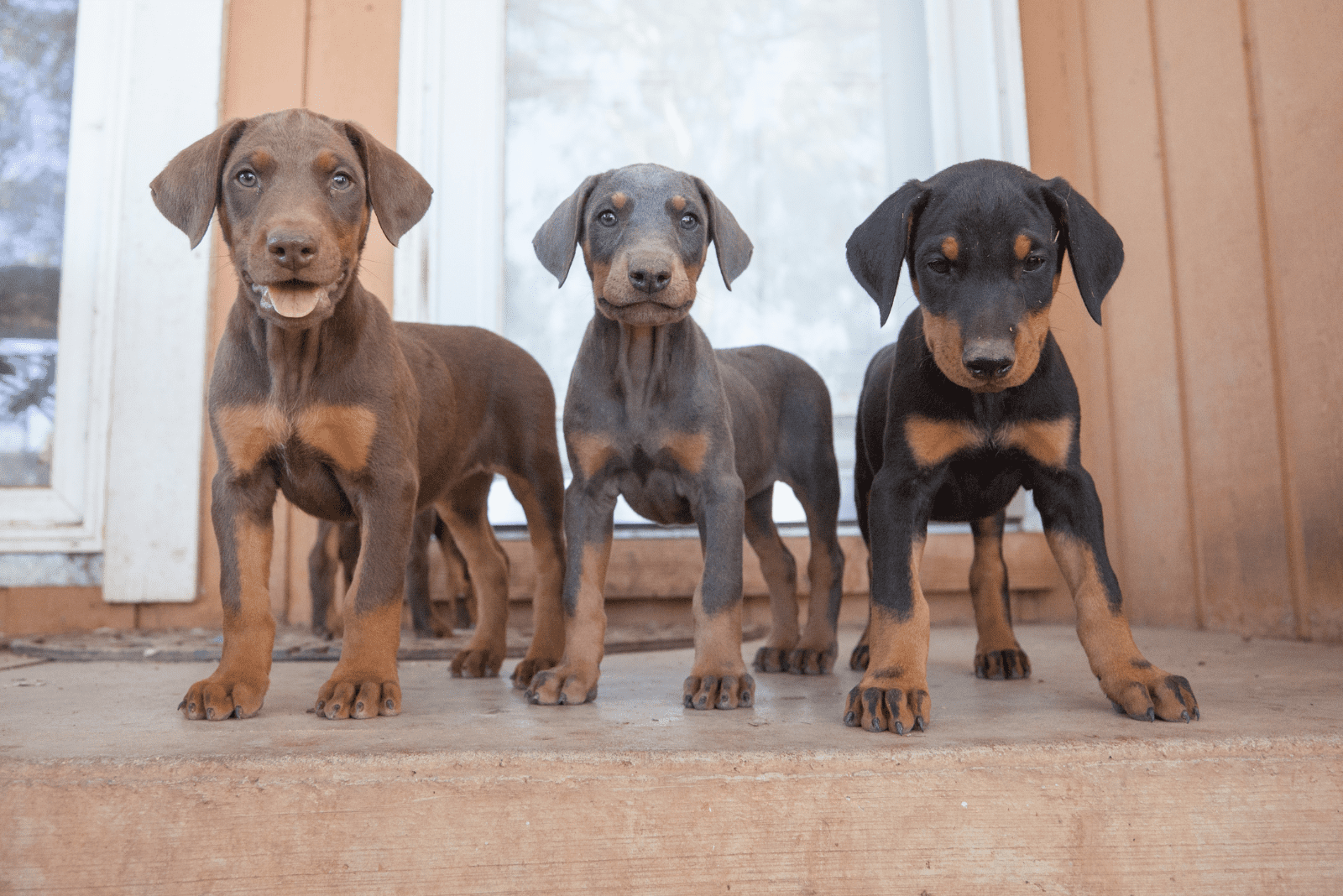 Doberman puppies standing on the sidewalk