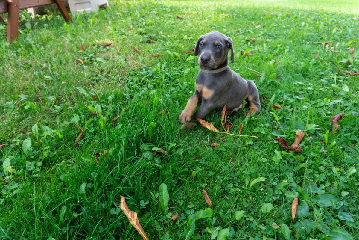9 Best Doberman Breeders in Minnesota — Find Your Dobie
