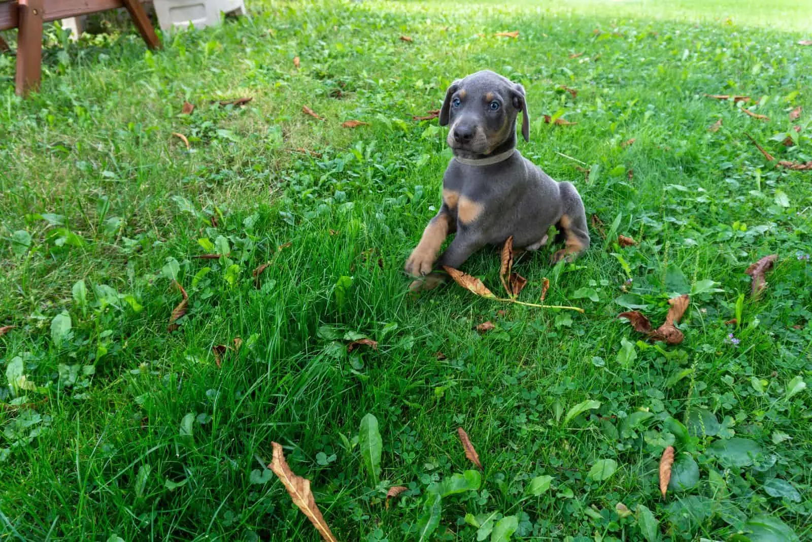 Doberman puppy is playing on the grass