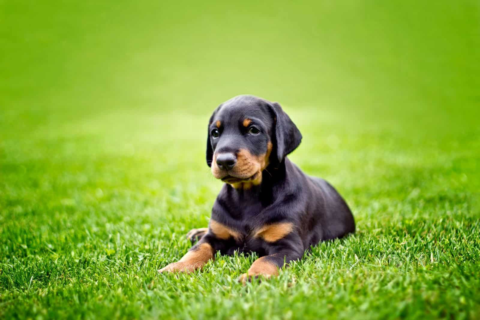 Doberman puppy lies on the grass