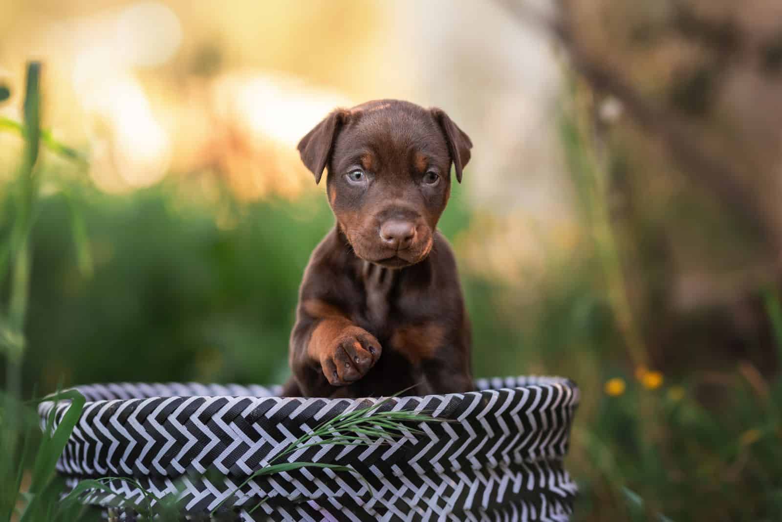 Doberman puppy peeking out of the tire